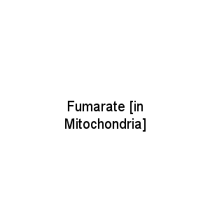 Fumarate [in Mitochondria]